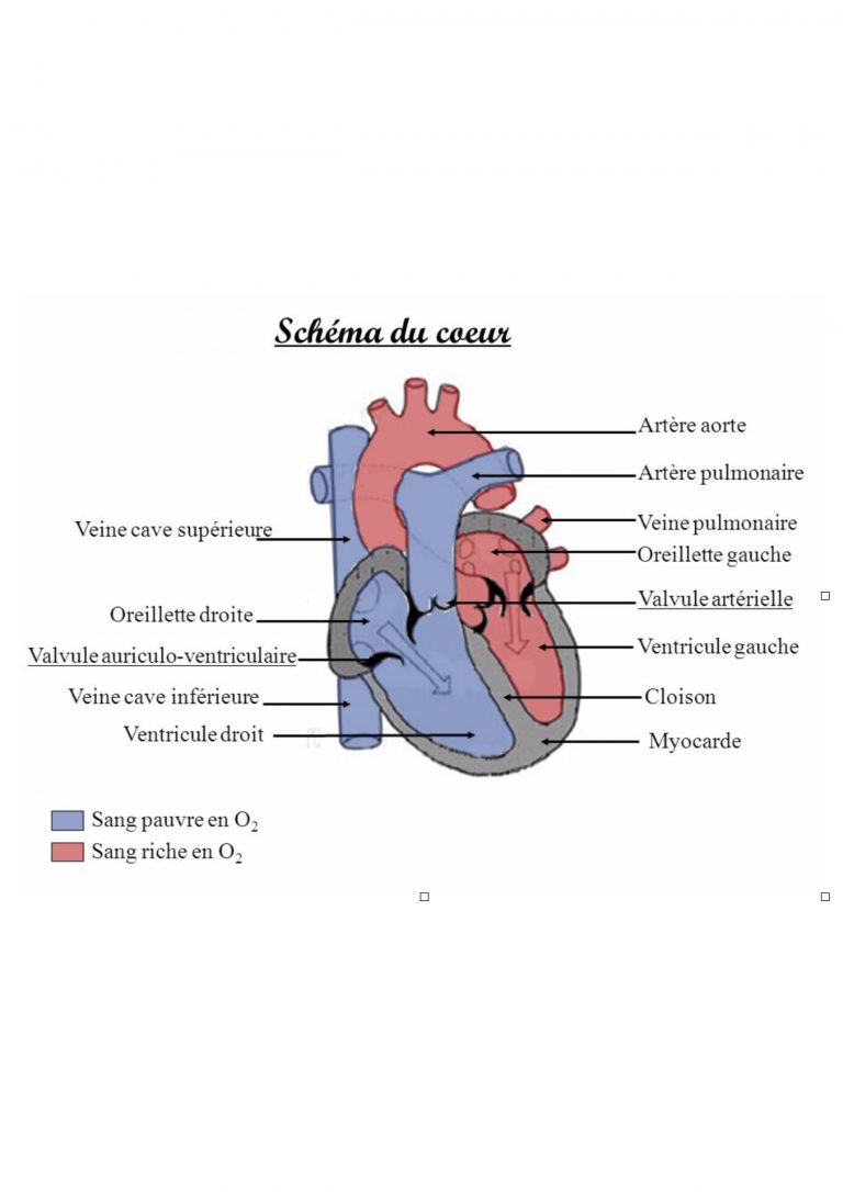 anatomie du coeur | Cardiologie-Intercard