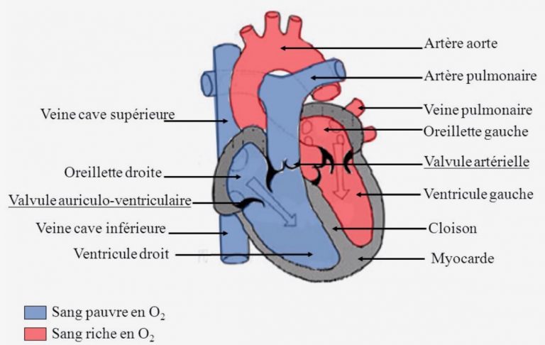 anatomie du coeur | Cardiologie-Intercard